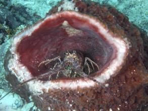 A caribbean spiny crayfish (Panulirus argus) sits in a Caribbean vase sponge (Xestospongia muta)