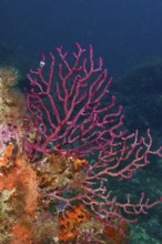 Red Violescent sea-whip (Paramuricea clavata) in front of a deep blue water background. Dive site