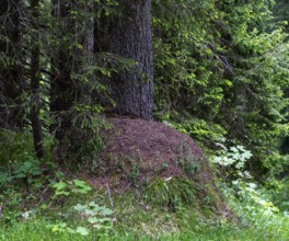 Ant hill in the forest, Bavaria, Germany, Europe