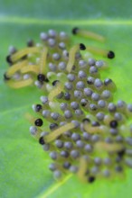 Caterpillars of the cabbage white butterfly, July, Germany, Europe