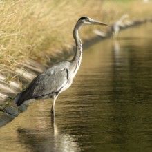 Grey heron (Ardea cinerea)