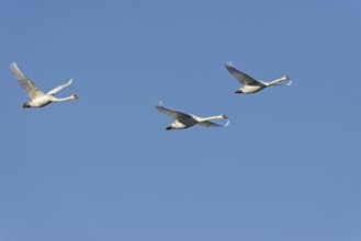 Mute swans (Cygnus olor) in flight, blue sky, North Rhine-Westphalia, Germany, Europe