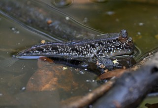 Atlantic mudskipper (Periophthalmus barbarus), Loango National Park, Parc National de Loango,