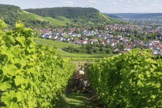 Winegrower pruning vines with a leaf cutter on a tractor, Korb im Remstal, Baden-Württemberg,