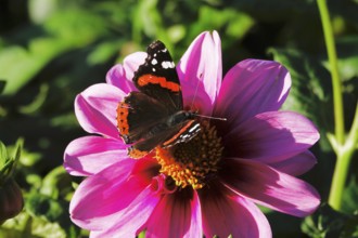 Admiral (Vanessa atalanta) on a dahlia, October, Germany, Europe