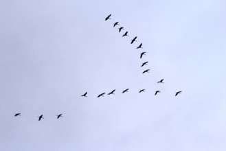 Cranes in the sky, September, Mecklenburg-Western Pomerania, Germany, Europe