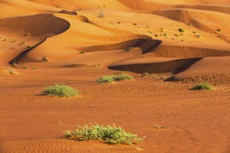 Wind-sculpted curved sand dunes in the Rub al Khali desert, Dhofar province, Arabian Peninsula,