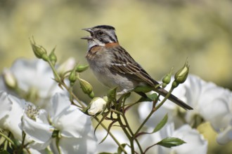 Morning Bunting (Zonotrichia capensis) singing on white roses in Rosedal, the rose garden in Buenos