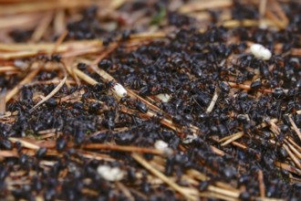 Black garden ant, October, Saxony, Germany, Europe