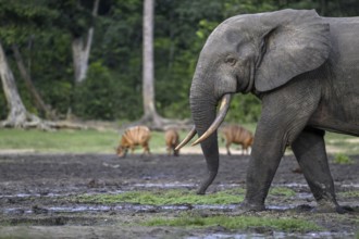 Forest elephant (Loxodonta cyclotis) and bongo antelope (Tragelaphus eurycerus) in the Dzanga Bai