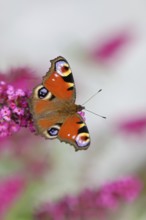 Peacock butterfly (Inachis io) sucking nectar on butterfly bush (Buddleja davidii), in a natural