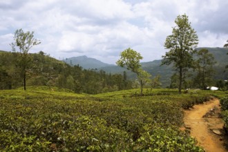 Tea plantation in Ramboda, Nuwara Eliya, Central Province, Sri Lanka, Asia