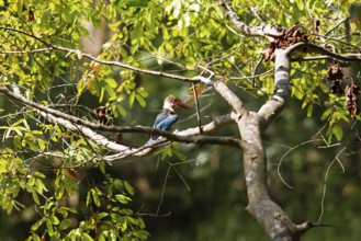 Brown kingfisher or white-throated kingfisher (Halcyon smyrnensis) on a tree, Habarana,