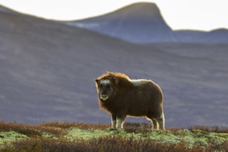 Muskox (Ovibos moschatus) calf on the tundra at sunset in autumn, fall, Dovrefjell–Sunndalsfjella