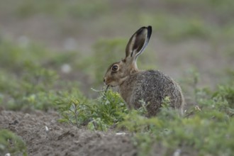 European brown hare (Lepus europaeus) adult animal feeding on plant leaves in a farmland field,