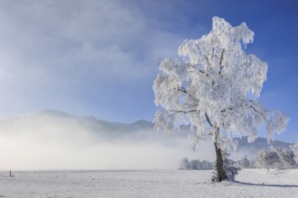 Snow-covered tree, hoarfrost, sun, winter, Loisach-Lake Kochel moor, Alpine foothills, Upper