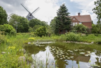 Pond with water lilies, historic windmill, park at the mill, Wyk, Föhr, North Sea island, North