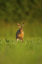 Brown hare (Lepus europaeus) adult animal running in a farmland maize field in the summer, Norfolk,