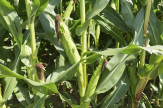 Symbolic image, renewable energies, maize plants, biogas plant, feed maize, maize cobs, detail,