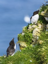 Razorbill, Alca Torda, birds on cliffs, Bempton Cliffs, North Yorkshire, England, United Kingdom,