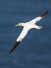 Northern Gannet, Morus bassanus, bird in flight over sea, Bempton Cliffs, North Yorkshire, England,