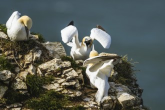 Northern Gannet, Morus bassanus, birds on cliff, Bempton Cliffs, North Yorkshire, England, United