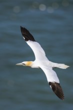 Northern Gannet, Morus bassanus, bird in flight over sea, Bempton Cliffs, North Yorkshire, England,