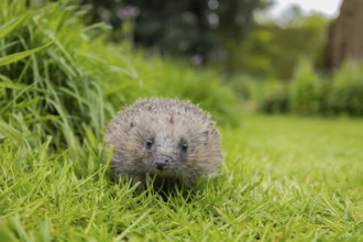 European hedgehog (Erinaceus europaeus) adult animal on a garden grass lawn next to a patch of long