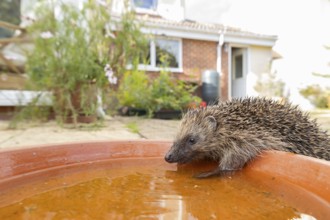 European hedgehog (Erinaceus europaeus) adult animal drinking water from a garden plant saucer with