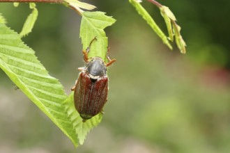 Northern cockchafer (Melolontha hippocastani), male, on leaves of a hornbeam (Carpinus betulus),