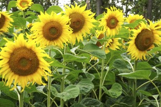 Picturesque sunflowers, July, Germany, Europe