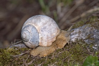 Vineyard snail (Helix pomatia), Valais, Switzerland, Europe