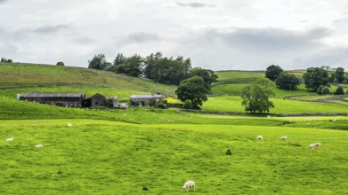 Sheeps and Farms in Yorkshire Dales National Park, North Yorkshire, England, United Kingdom, Europe