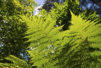 Grüne Farnblätter in hellem Sonnenschein, umgeben von dichtem Laub und hohen Bäumen im Wald,