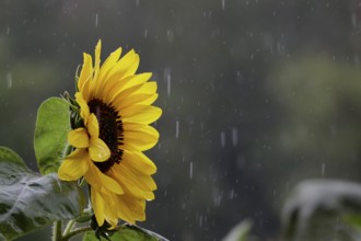 Sunflower, rainy weather, summer, Germany, Europe