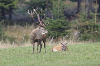 Red deer (Cervus elaphus) in rutting season, capital stag with doe in a forest clearing, wildlife,