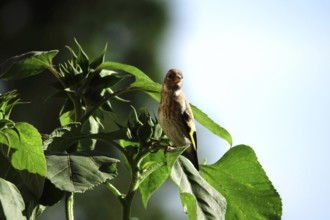 Goldfinch, Germany, Europe