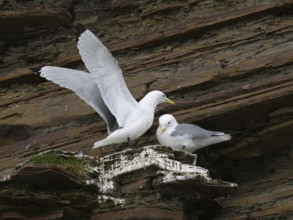 Black-legged kittiwake (Rissa tridactyla), breeding pair at breeding colony, on coastal cliffs of