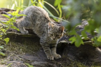 A kitten creeps cautiously along a tree trunk, hiding in the green thicket, wildcat (Felis