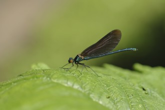 Blue-winged damselfly with closed wings on a leaf, close-up, Wilnsdorf, North Rhine-Westphalia,