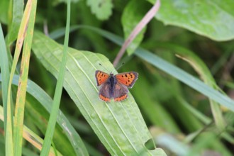 Small copper, September, Mecklenburg-Western Pomerania, Germany, Europe