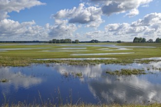 Reflecting water and wide, green meadows under a cloudy blue sky, Elbe, Wendland, Lower Saxony,