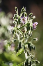 Upright widow's tear, September, Germany, Europe