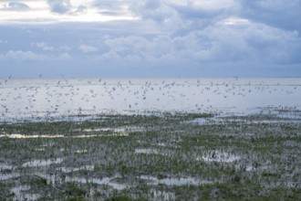 Queller and flying seagulls at the North Sea, evening light, Lower Saxony Wadden Sea National Park,