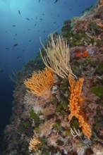 Living corals, yellow gorgonian (Eunicella cavolinii) and white gorgonian (Eunicella singularis),