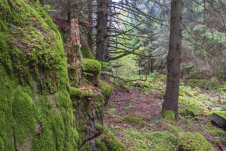 Moss covered rocks in a old natural boreal forest