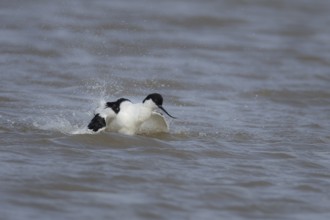 Pied avocet (Recurvirostra avosetta) adult wading bird bathing in shallow water, England, United