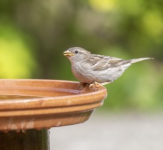 House sparrow (Passer domesticus) standing on a bird bath, Lower Saxony, Germany, Europe