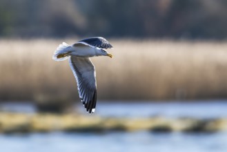 Yellow Legged Gull, Larus michahellis, bird in flight over marshes at sunrise