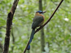 Blue-crowned motmot (Momotus momota), Monteverde Cloud Forest, Costa Rica, Central America